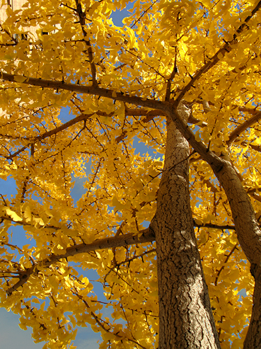 Sunlit leaves, mml 2009